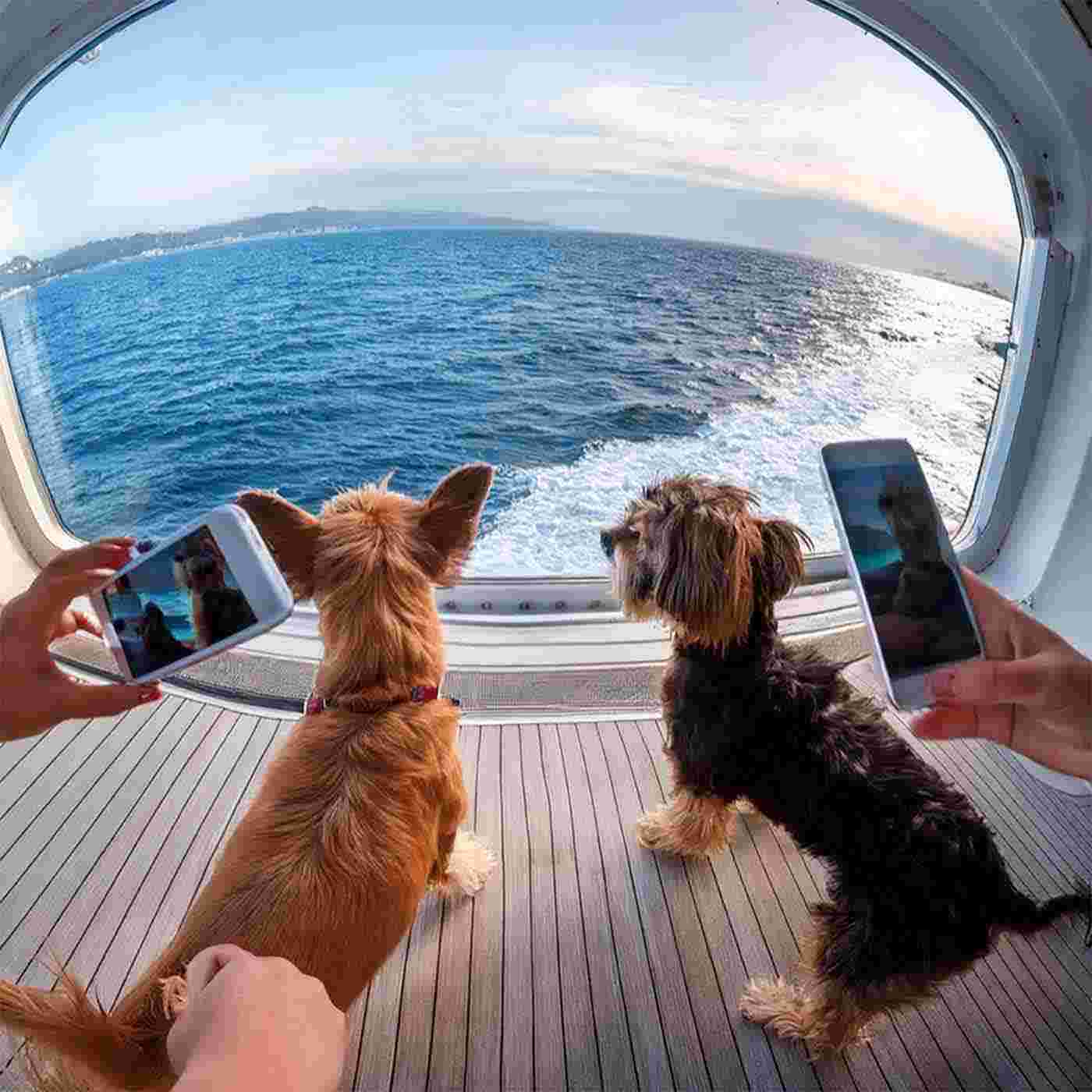 https://AnimalRadio.com/FidoFriendly/CruiseTails1400.jpg