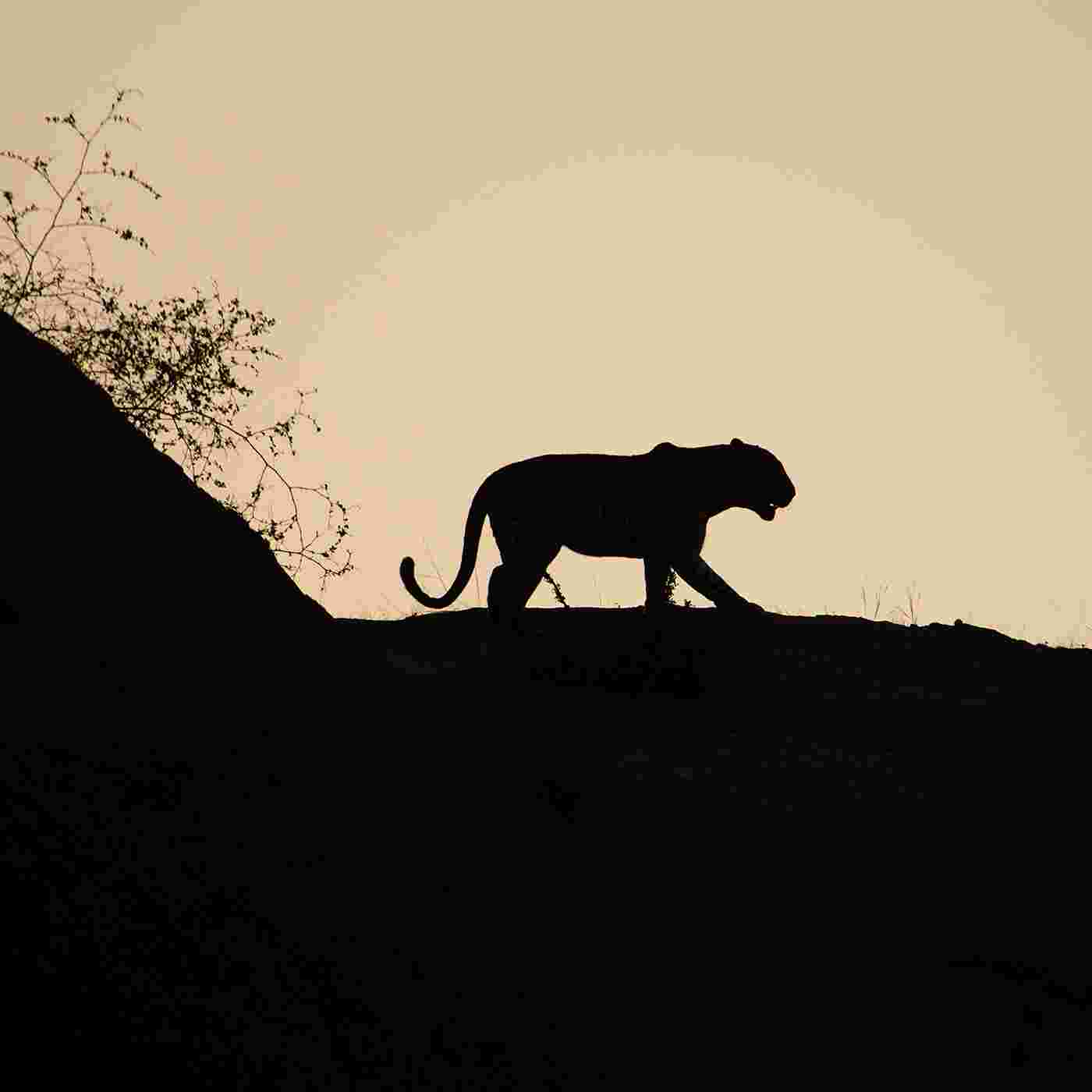 https://artwork.captivate.fm/dbff5710-c83f-4778-b767-28c48cae72ed/leopardsilhouette1400.jpg