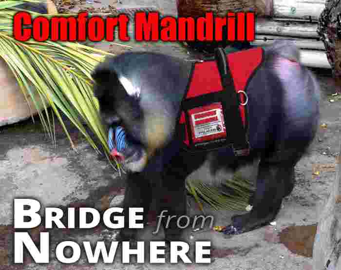https://bridgefromnowhere.com/wp-content/uploads/comfort-mandrill.jpg