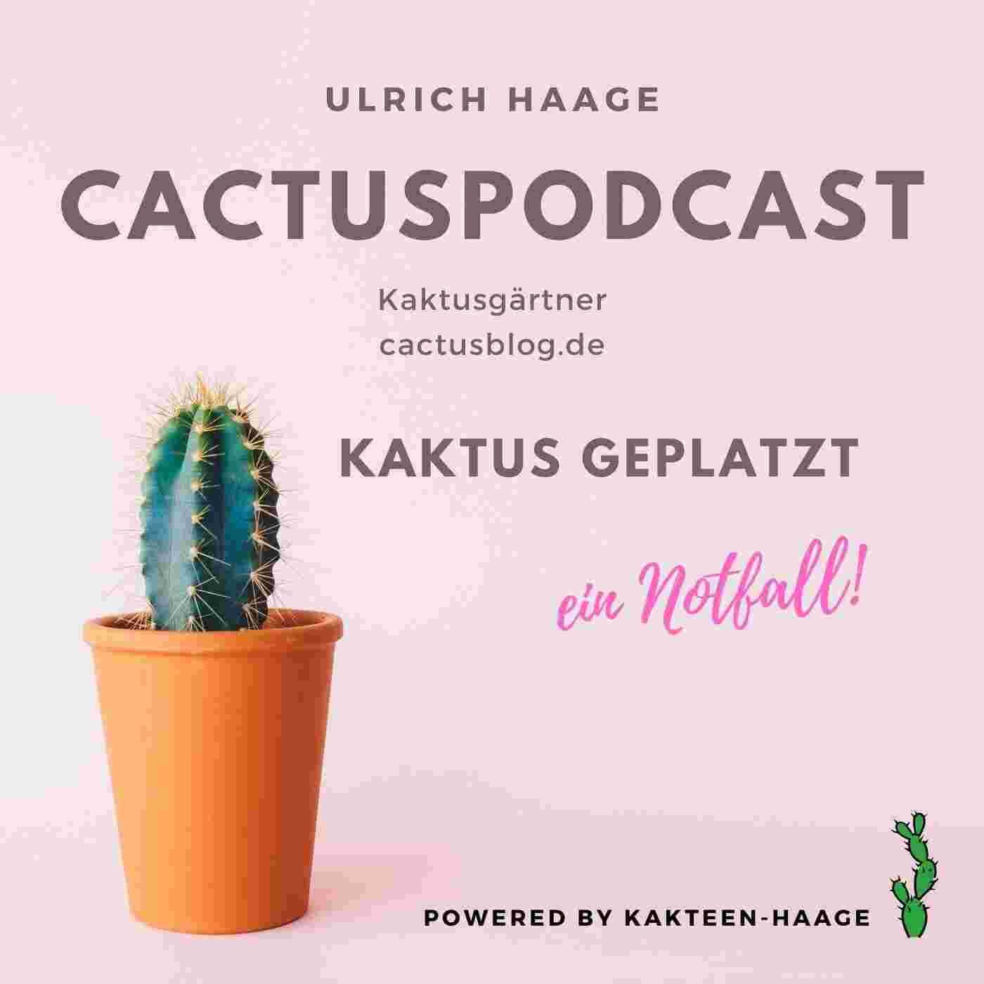 https://cactusblog.de/wp-content/uploads/2021/09/CactusPodcast-Notfall-Kaktus-geplatzt-was-tun.jpg