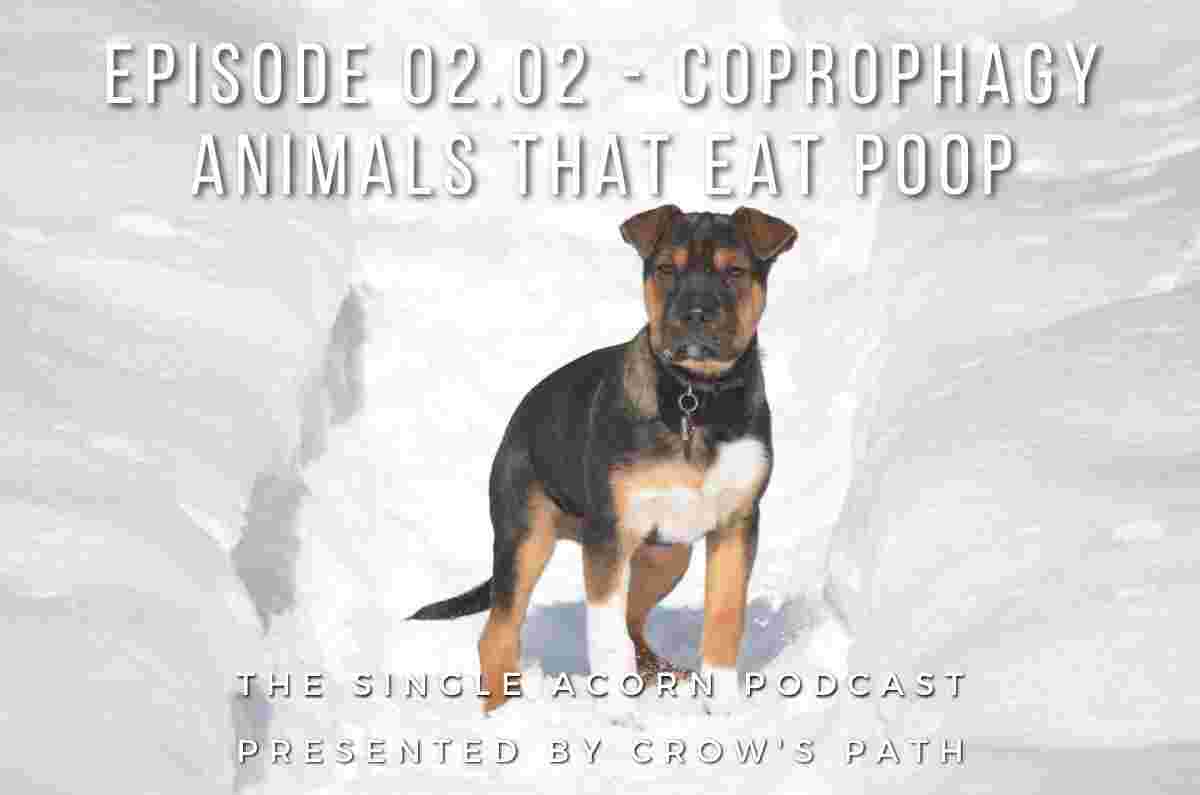 https://crowspath.org/wp-content/uploads/Episode-02.02-Coprophagy-2.jpg