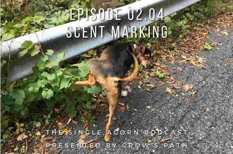 https://crowspath.org/wp-content/uploads/Episode-02.04-Scent-Marking-2.jpg