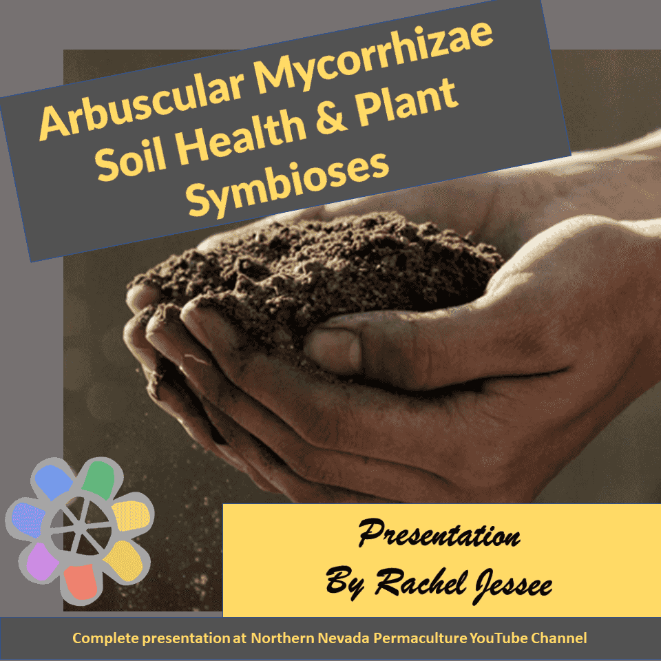 https://episodes.castos.com/5e94938938ec70-86540398/images/Arbuscular-Mycorrhizae.png