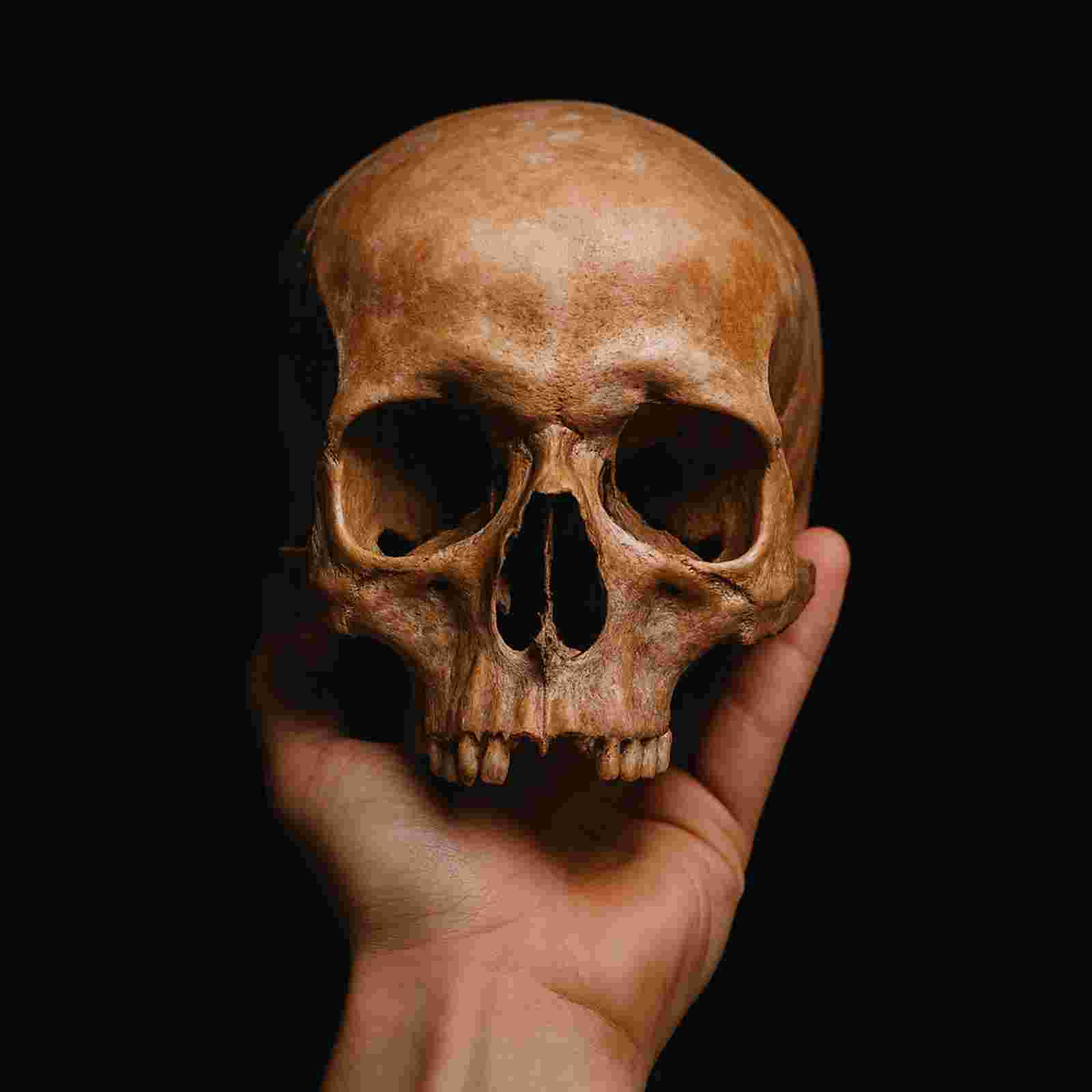 https://estadodaarte.estadao.com.br/wp-content/uploads/2025/10/Human-Skull-in-Hand.jpg