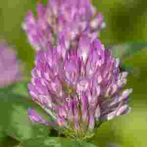https://gardenadvice.co.uk/wp-content/uploads/2025/03/Trifolium-pratense-1.jpg