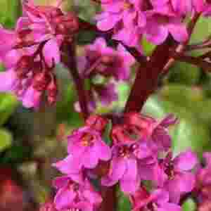 https://gardenadvice.co.uk/wp-content/uploads/2025/04/bergenia-2-1.jpg
