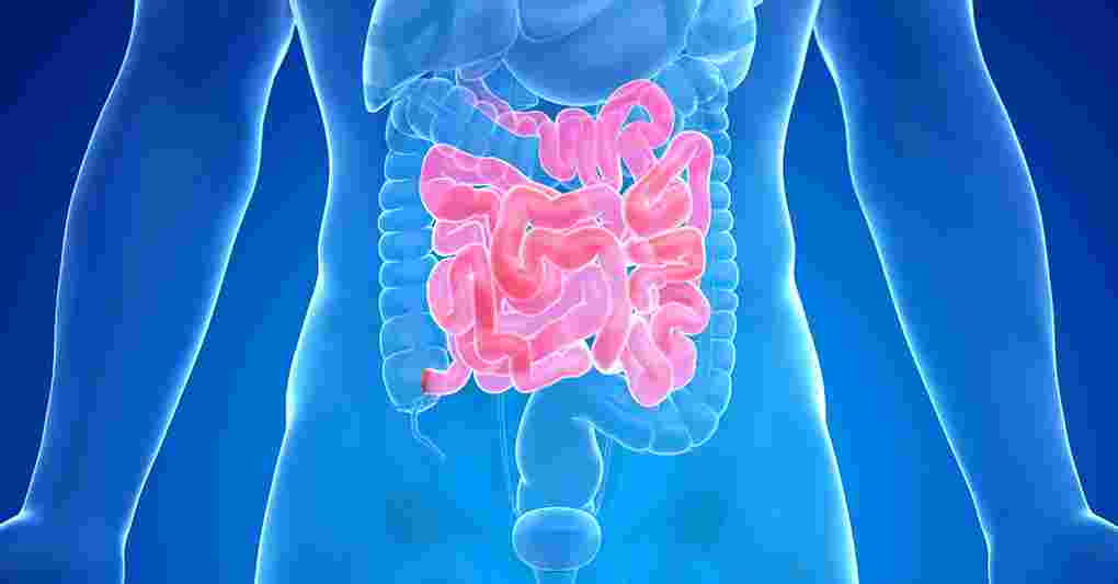https://i2.res.24o.it/radio24/assets/img/Radio24/_Immagini/2025/11/200624-intestino.jpg