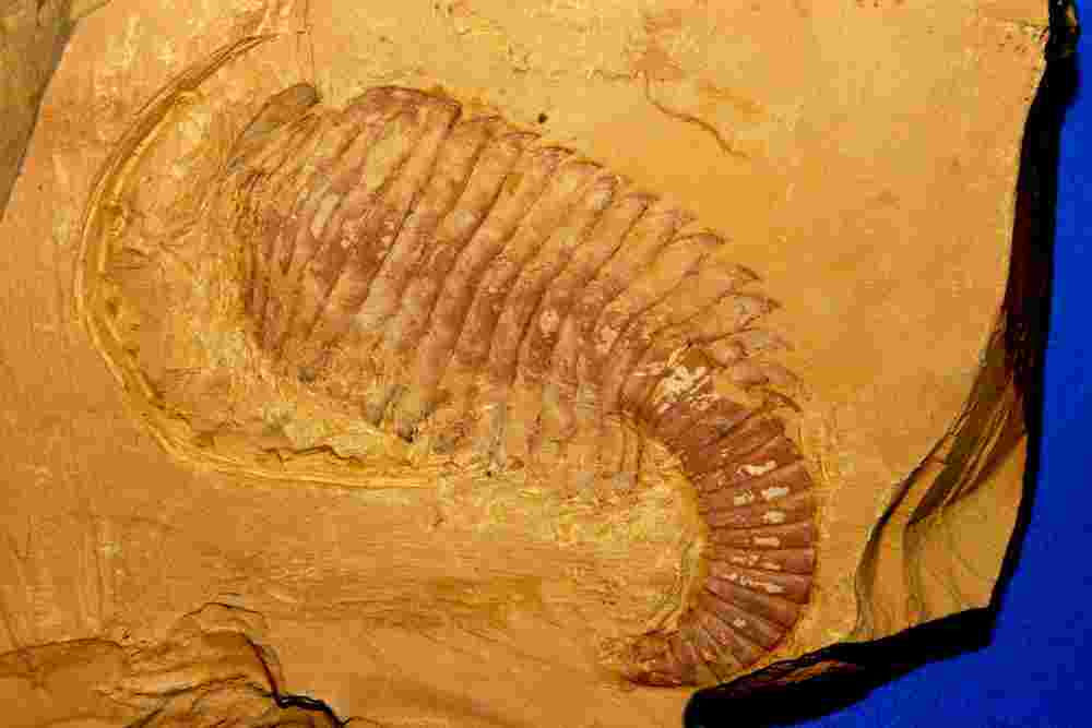 https://idthefuture.com/wp-content/uploads/sites/4/2025/08/Fuxianhuia-Fossil-From-DD-Website.jpg