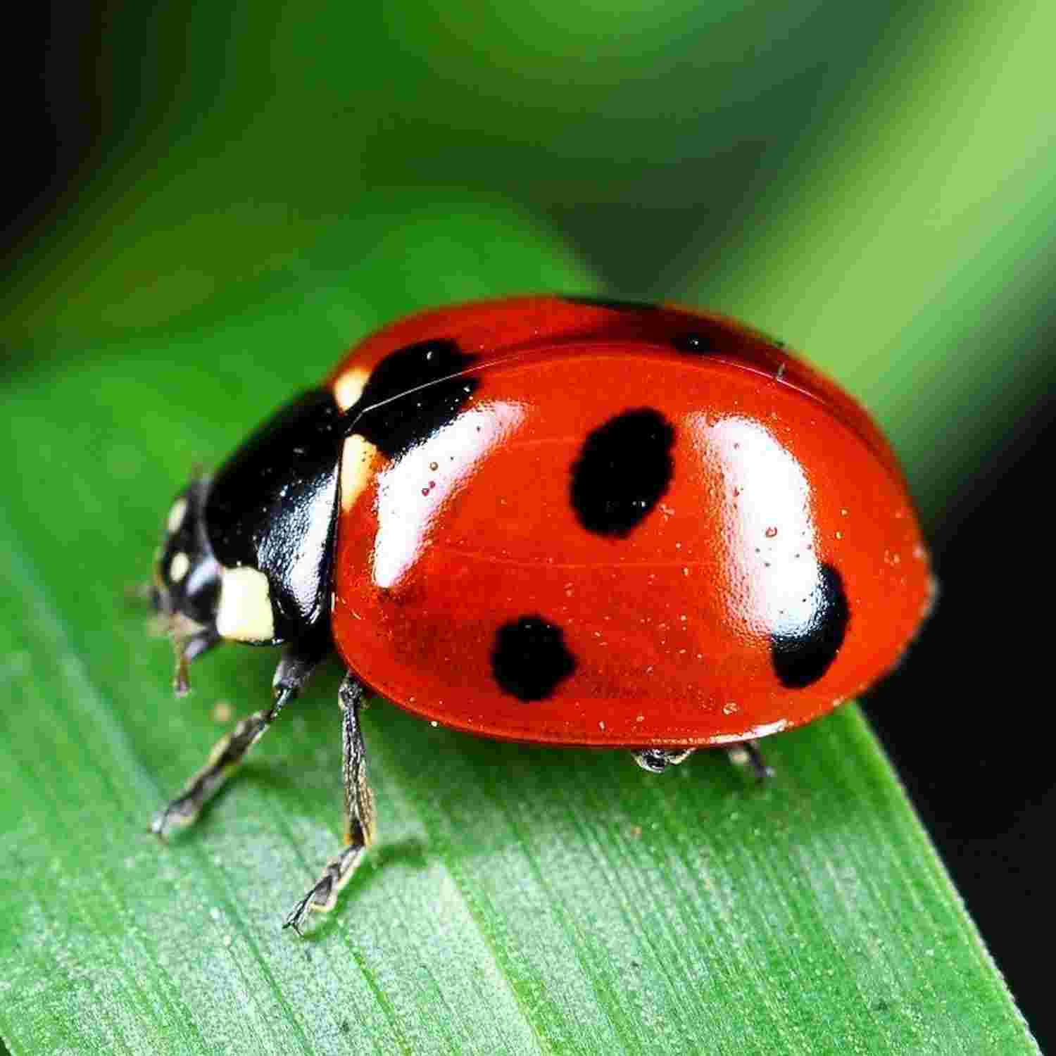https://lachender-garten.podcaster.de/dein-lachender-garten-der-podcast/logos/ladybug(1).jpg