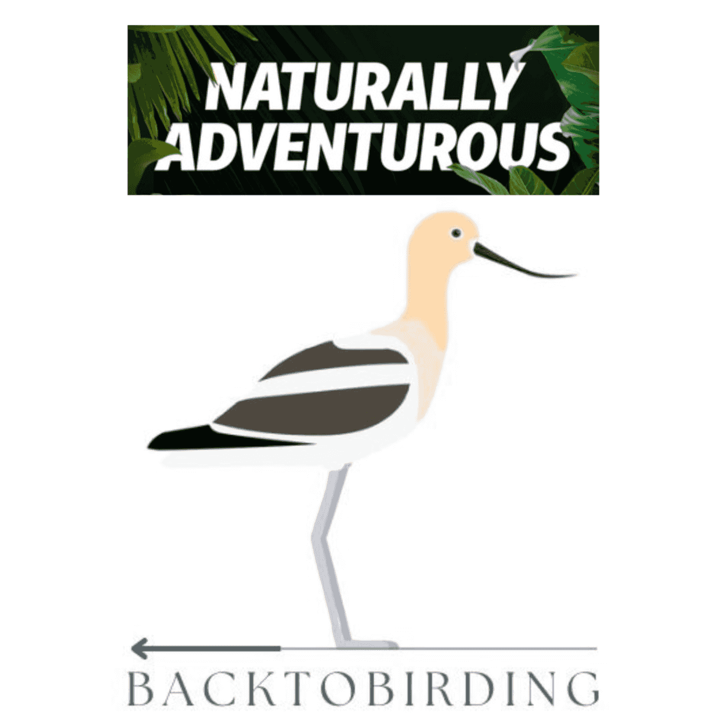 https://media.rss.com/backtobirding/ep_cover_20241228_021220_3bae2752a37d754fb992377a7dc55325.png