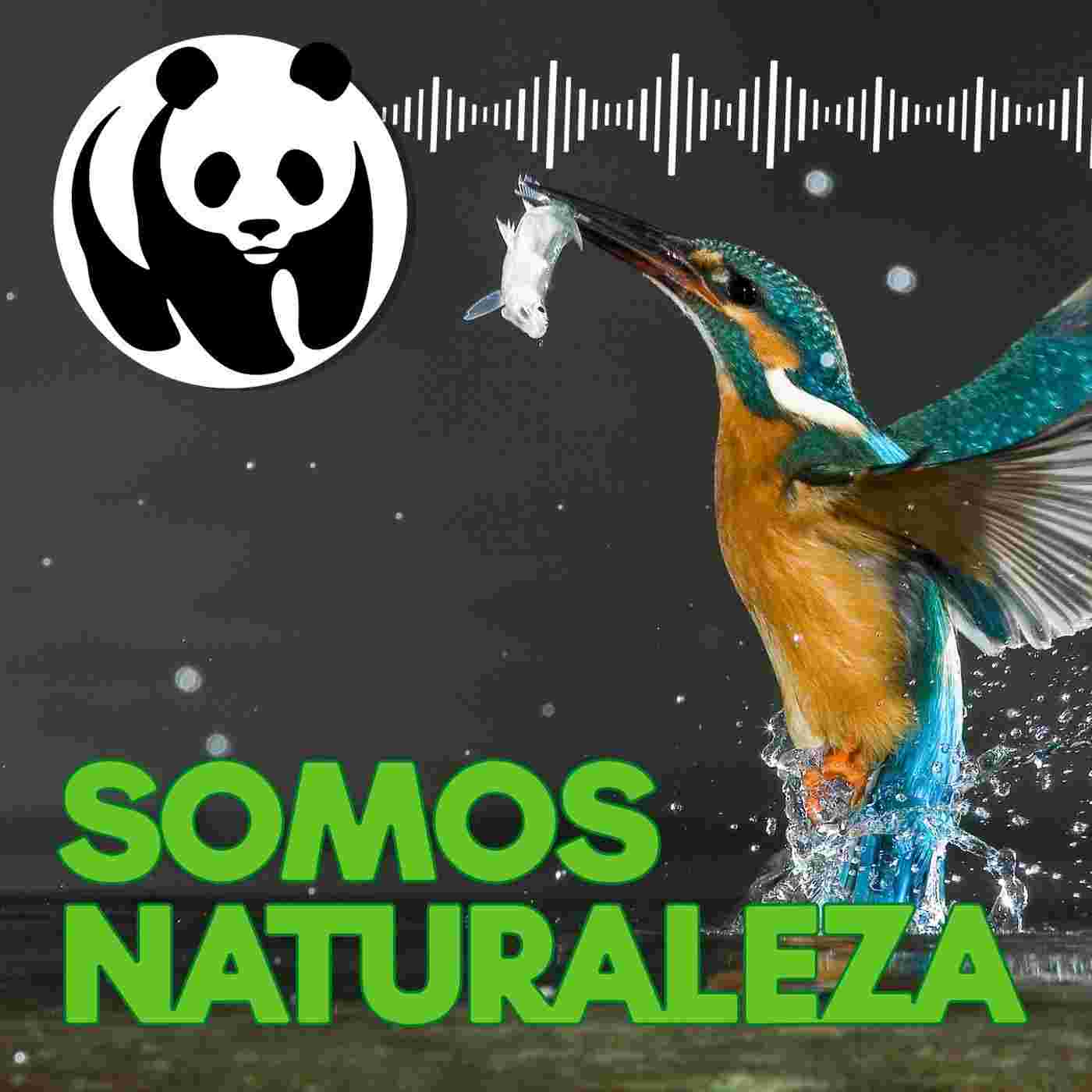 https://media.rss.com/somos-naturaleza/cover_1717d82857183300082bae544c5902c9.jpg