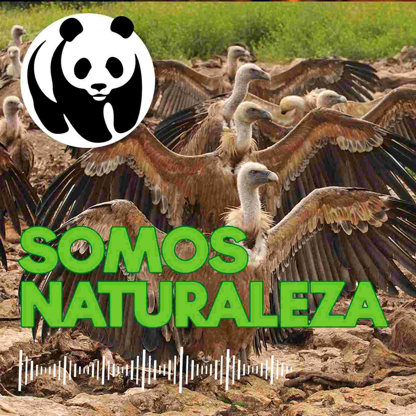 https://media.rss.com/somos-naturaleza/cover_556db57e0b727a4e1255ff265cc1ebff.jpg