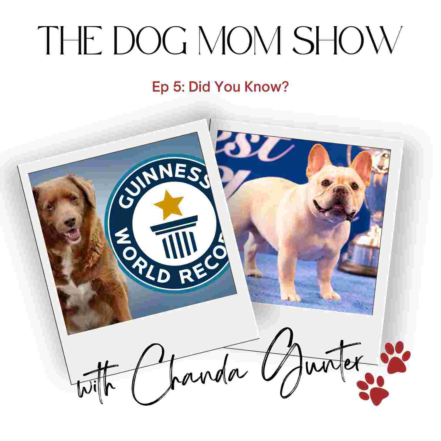 https://media.rss.com/thedogmomshow/ep_cover_20230321_090323_5d28d4953fb9eb1c9e269e945cdf3589.jpg