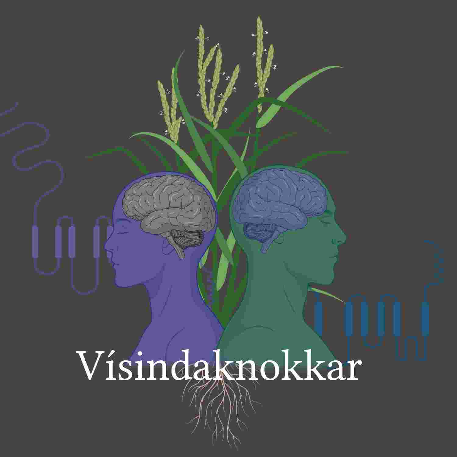 https://media.rss.com/visindaknokkar/ep_cover_20230323_100358_9b42732f23255d49c57b055229028905.jpg