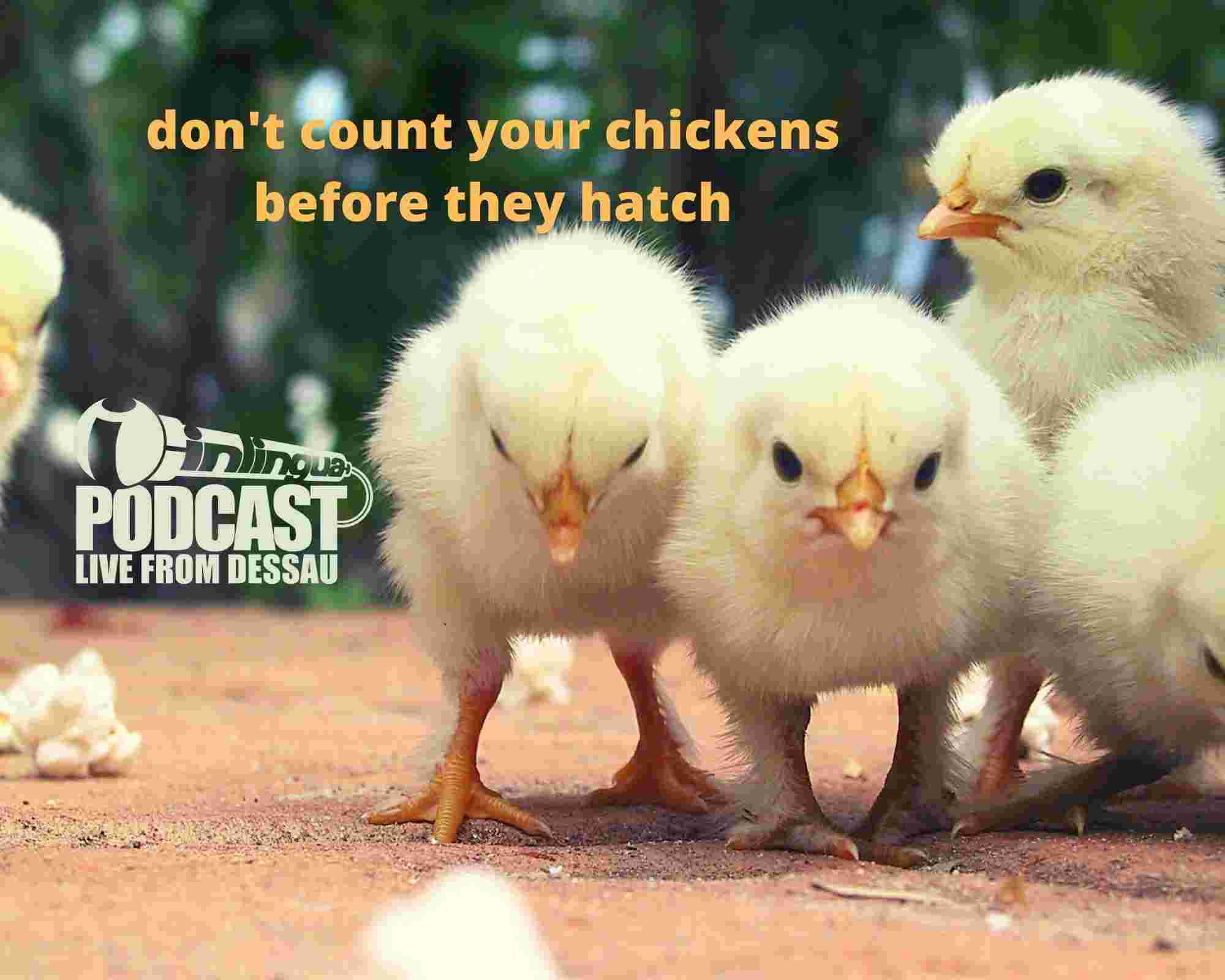 https://pbcdn1.podbean.com/imglogo/ep-logo/pbblog11355638/dont_count_your_chickens9molt.jpg