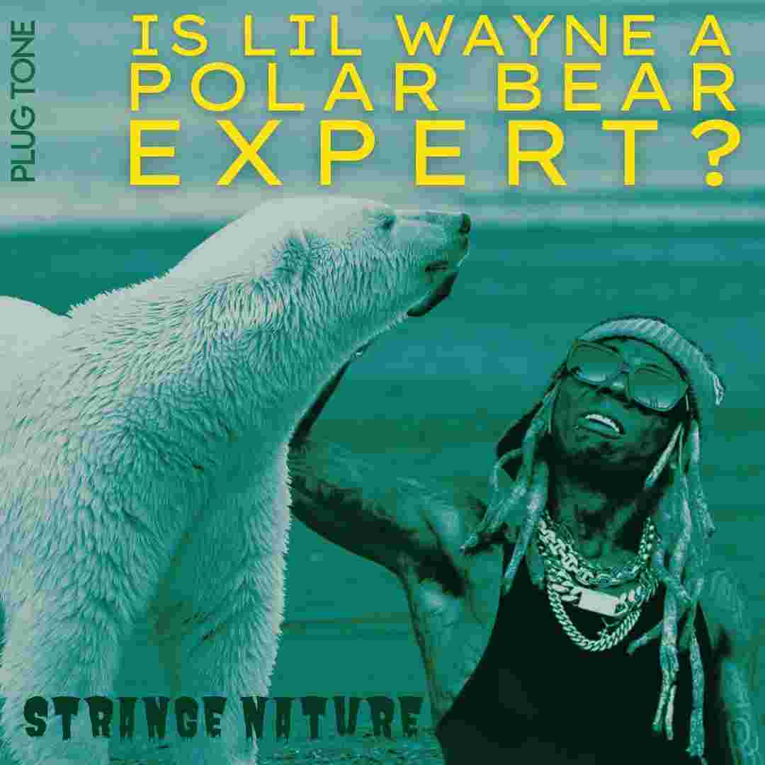 https://pbcdn1.podbean.com/imglogo/ep-logo/pbblog14154866/IS_LIL_WAYNE_A_POLAR_BEAR_EXPERT6ce39.jpg