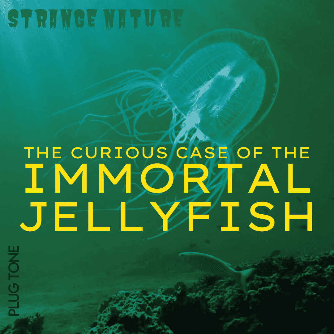 https://pbcdn1.podbean.com/imglogo/ep-logo/pbblog14154866/Immortal_Jellyfish74k7m.png
