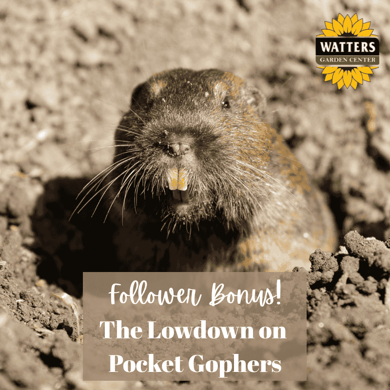 https://pbcdn1.podbean.com/imglogo/ep-logo/pbblog1521284/BONUS_POCKET_GOPHERS9sfw0.png