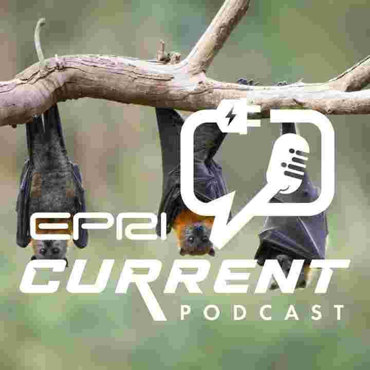 https://pbcdn1.podbean.com/imglogo/ep-logo/pbblog17939864/Fat_Bats_EPRI_Current855tu.jpg