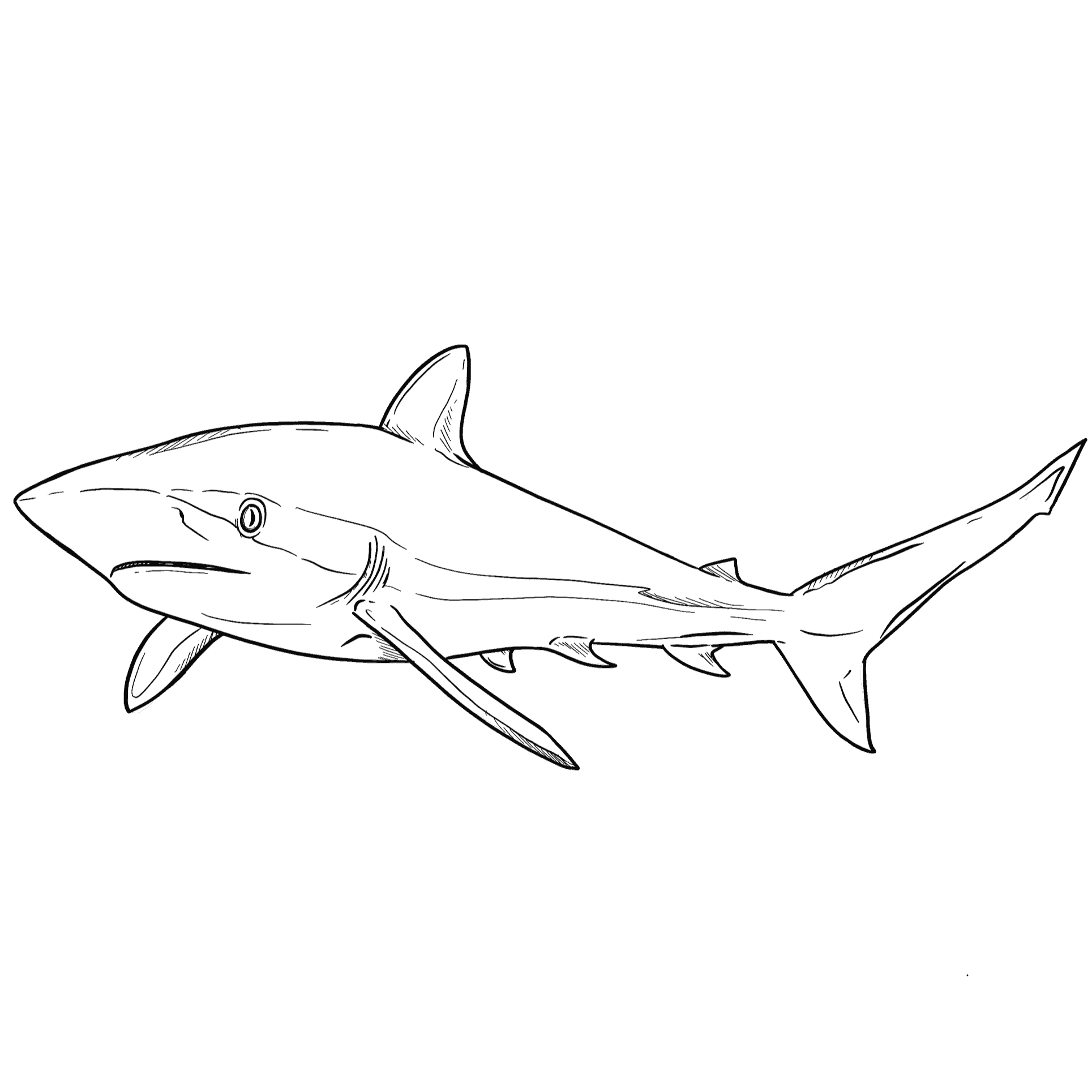 https://pbcdn1.podbean.com/imglogo/ep-logo/pbblog3905934/Silky_Shark-VftO-June2022_p77uxw.png