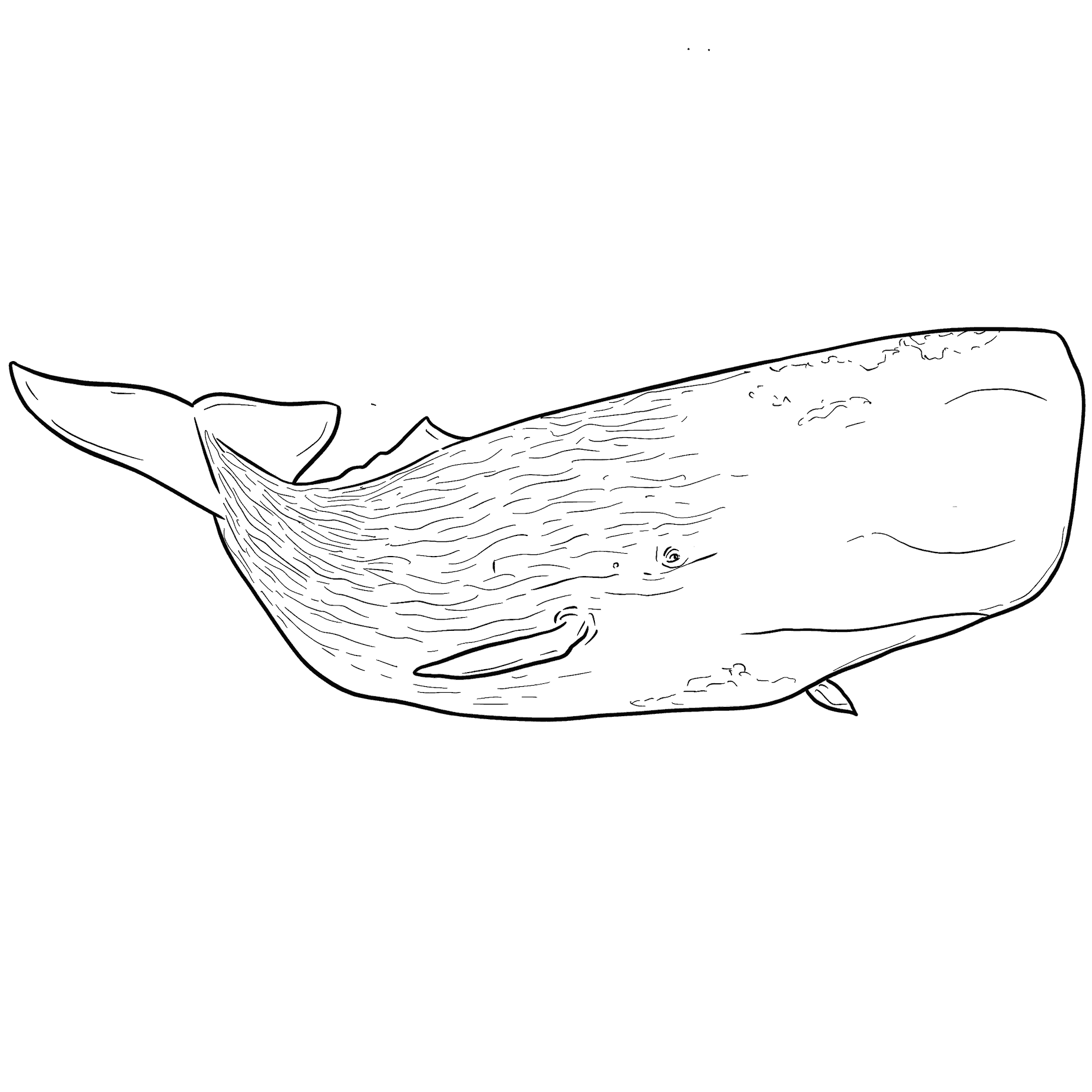 https://pbcdn1.podbean.com/imglogo/ep-logo/pbblog3905934/Sperm_Whale-VftO-June2022_qxrzd7.png