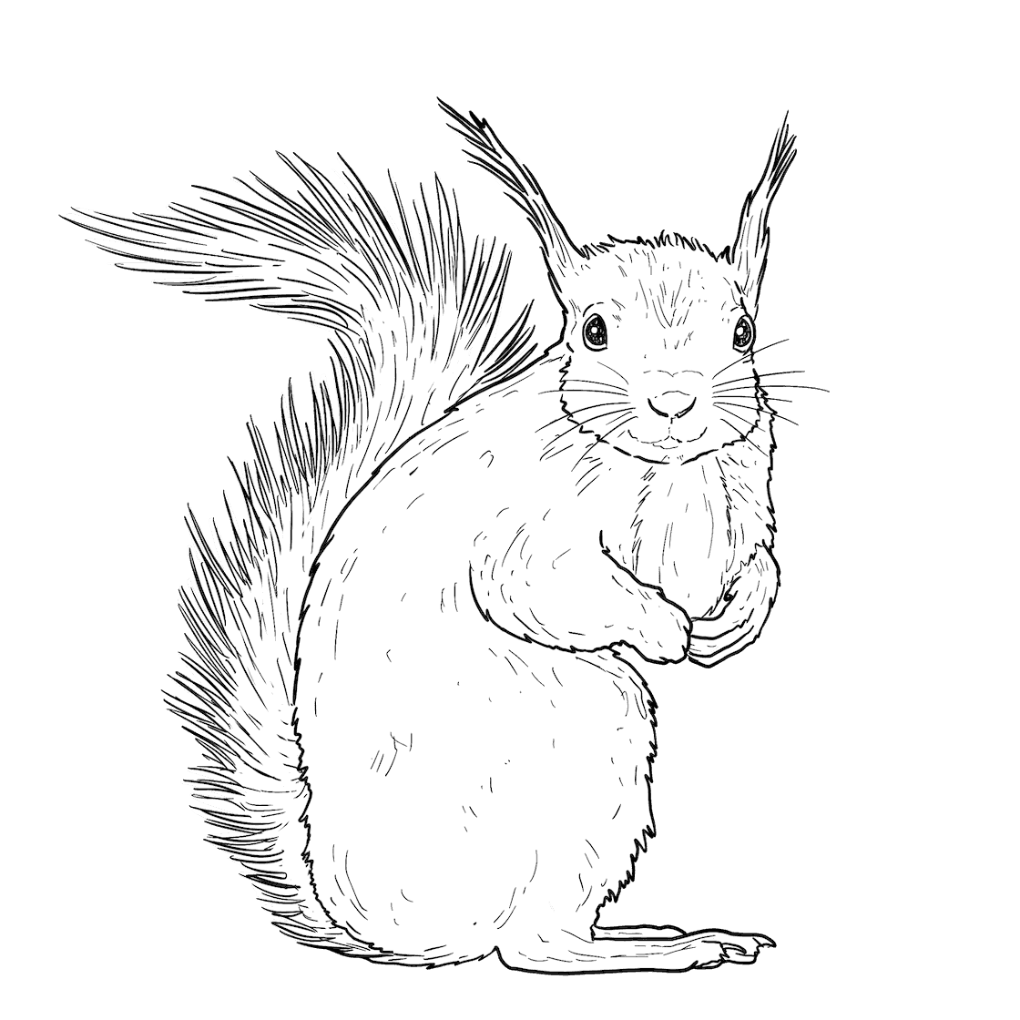 https://pbcdn1.podbean.com/imglogo/ep-logo/pbblog3905934/red_squirrel_1400_heligan_rncn22.png