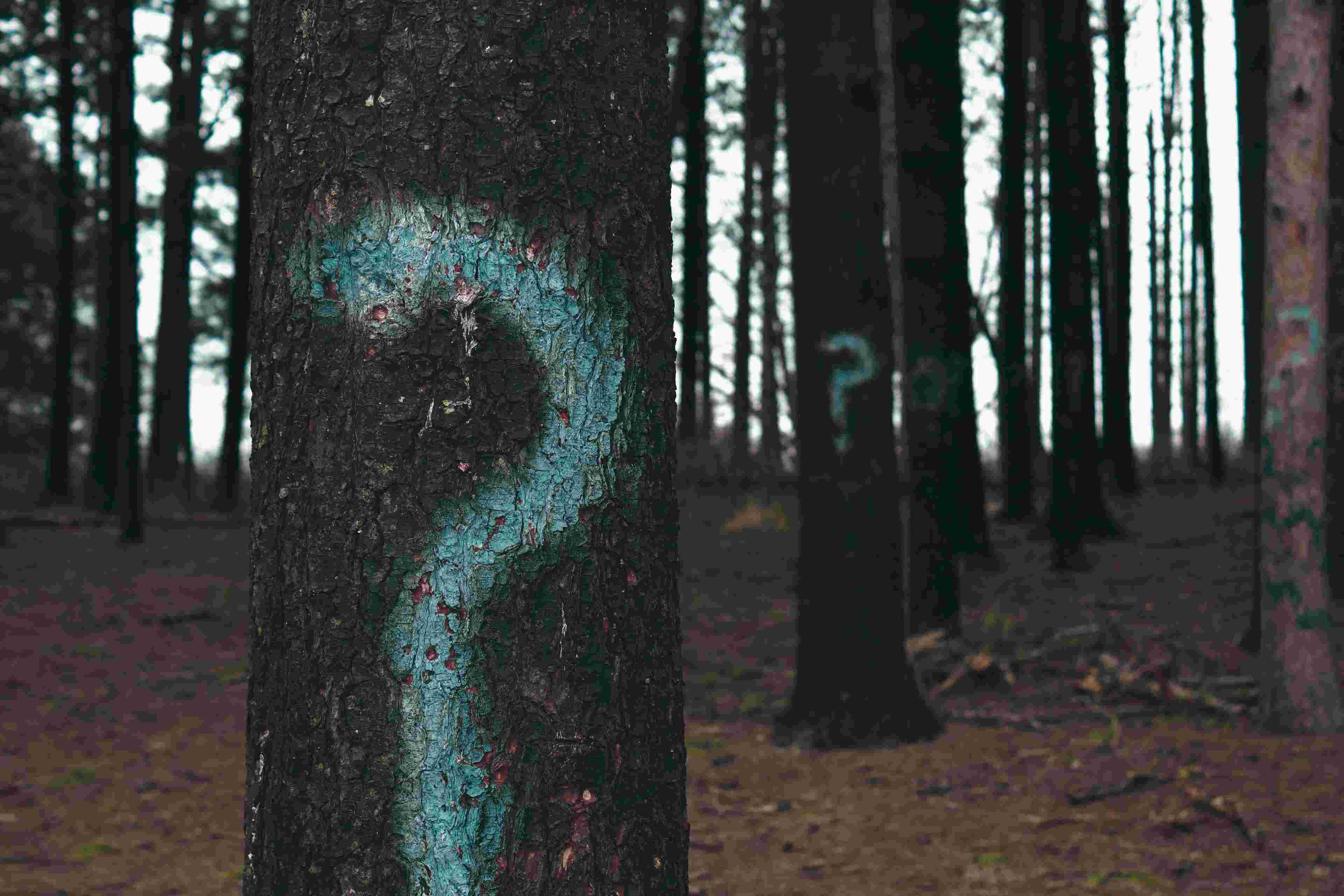 https://pbcdn1.podbean.com/imglogo/ep-logo/pbblog5690031/question_mark_on_trees_small.jpg