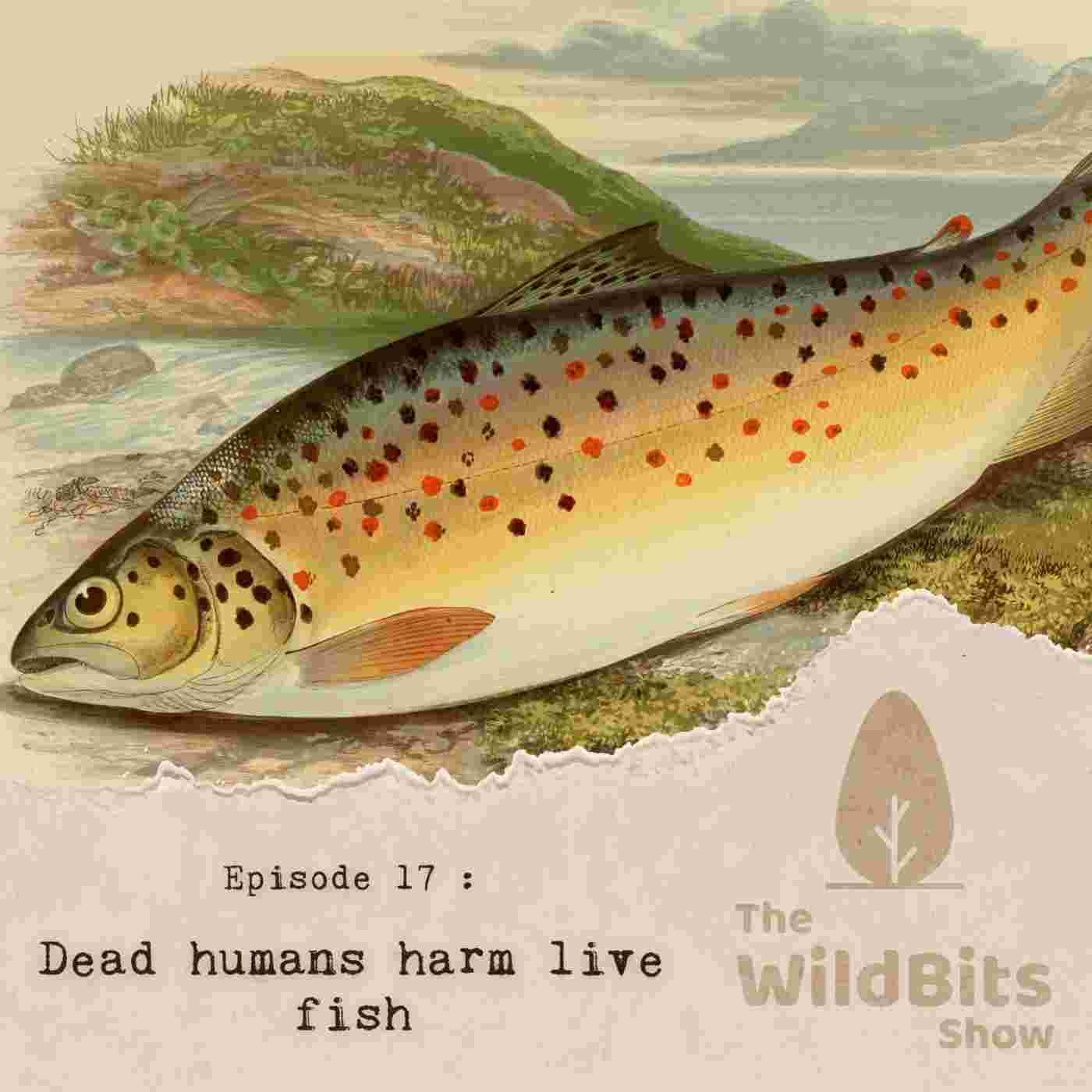 https://podcast.upamanyu.in/media/podcasts/thewildbitsprod/dead-humans-harm-live-fish_feed.jpg