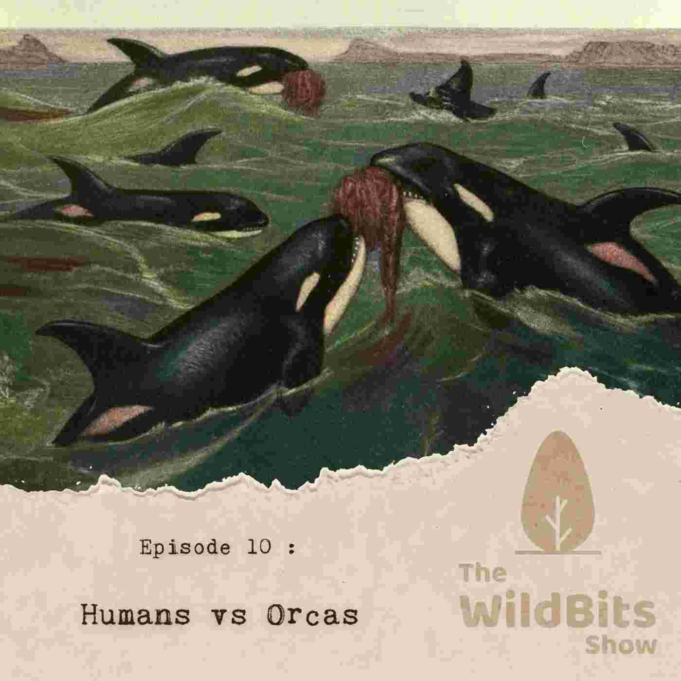 https://podcast.upamanyu.in/media/podcasts/thewildbitsprod/humans-vs-orcas_feed.jpg
