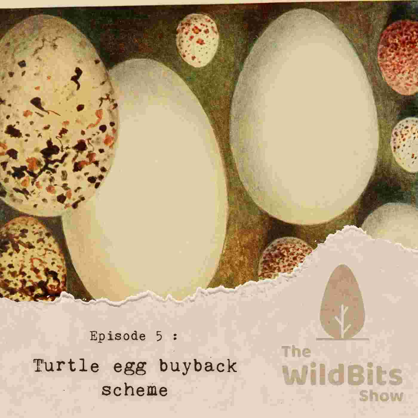 https://podcast.upamanyu.in/media/podcasts/thewildbitsprod/turtle-egg-buyback-scheme_feed.jpg