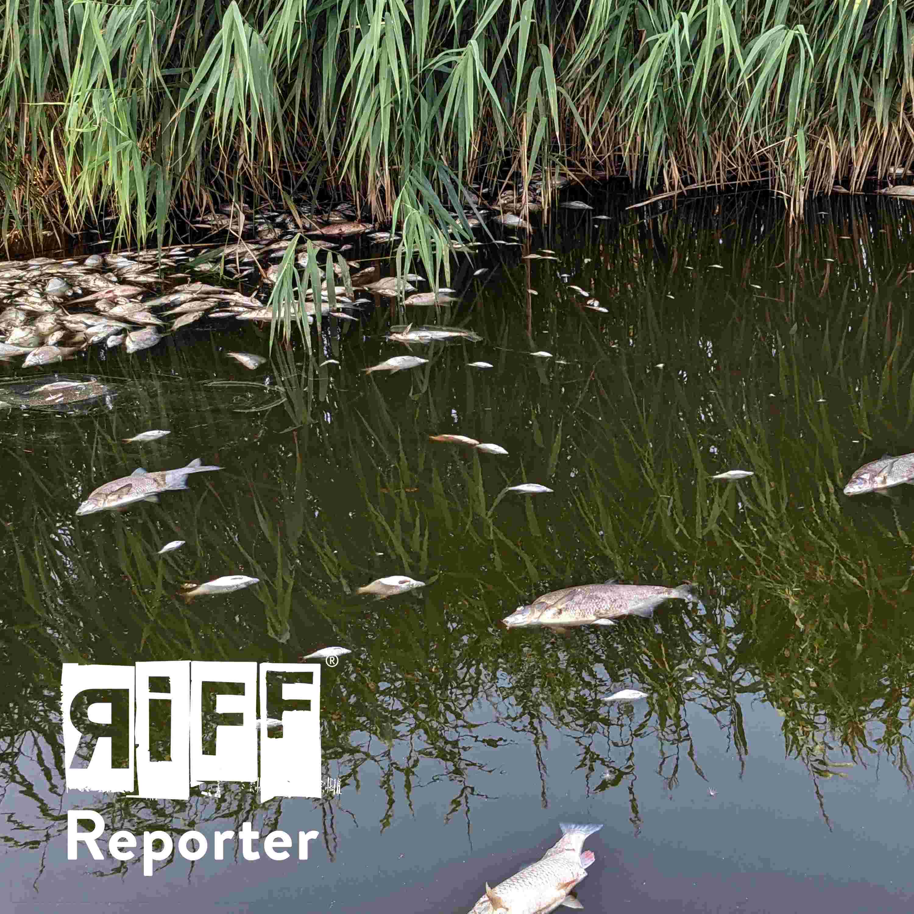 https://riffpodcast.de/media/rrp022-fischsterben-oder.jpg