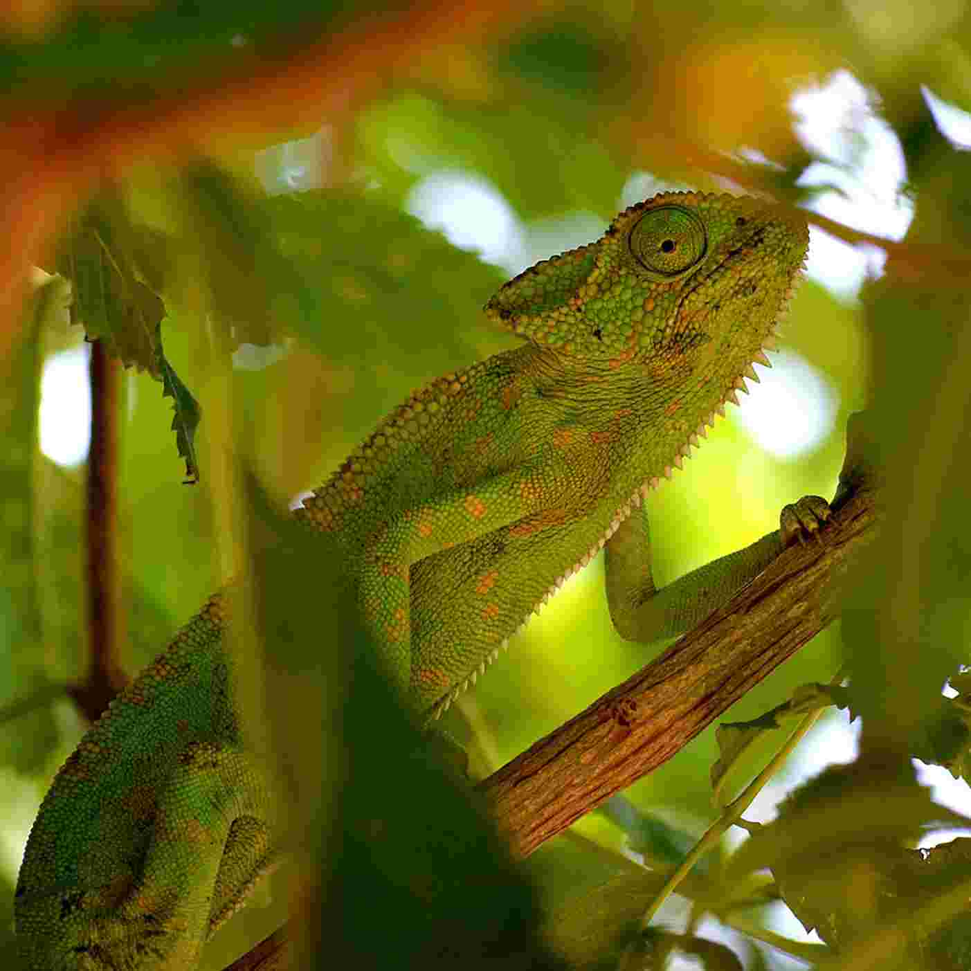 https://static.libsyn.com/p/assets/3/0/3/3/3033e54c2748511bd959afa2a1bf1c87/Chameleon.jpg