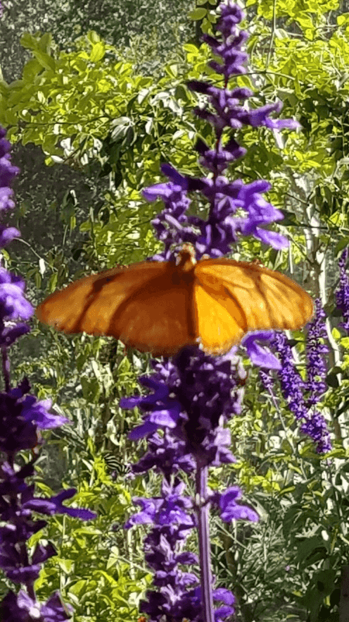 https://static.libsyn.com/p/assets/8/3/d/9/83d98737ea8920a3/butterfly_purple_flowers.png