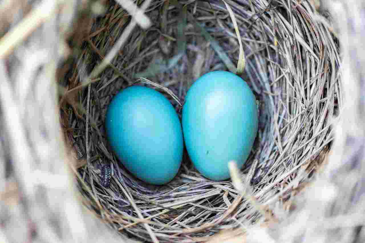 https://static.libsyn.com/p/assets/d/e/1/7/de17b98d11312288/bird-nest-eggs-blue-158734.jpeg