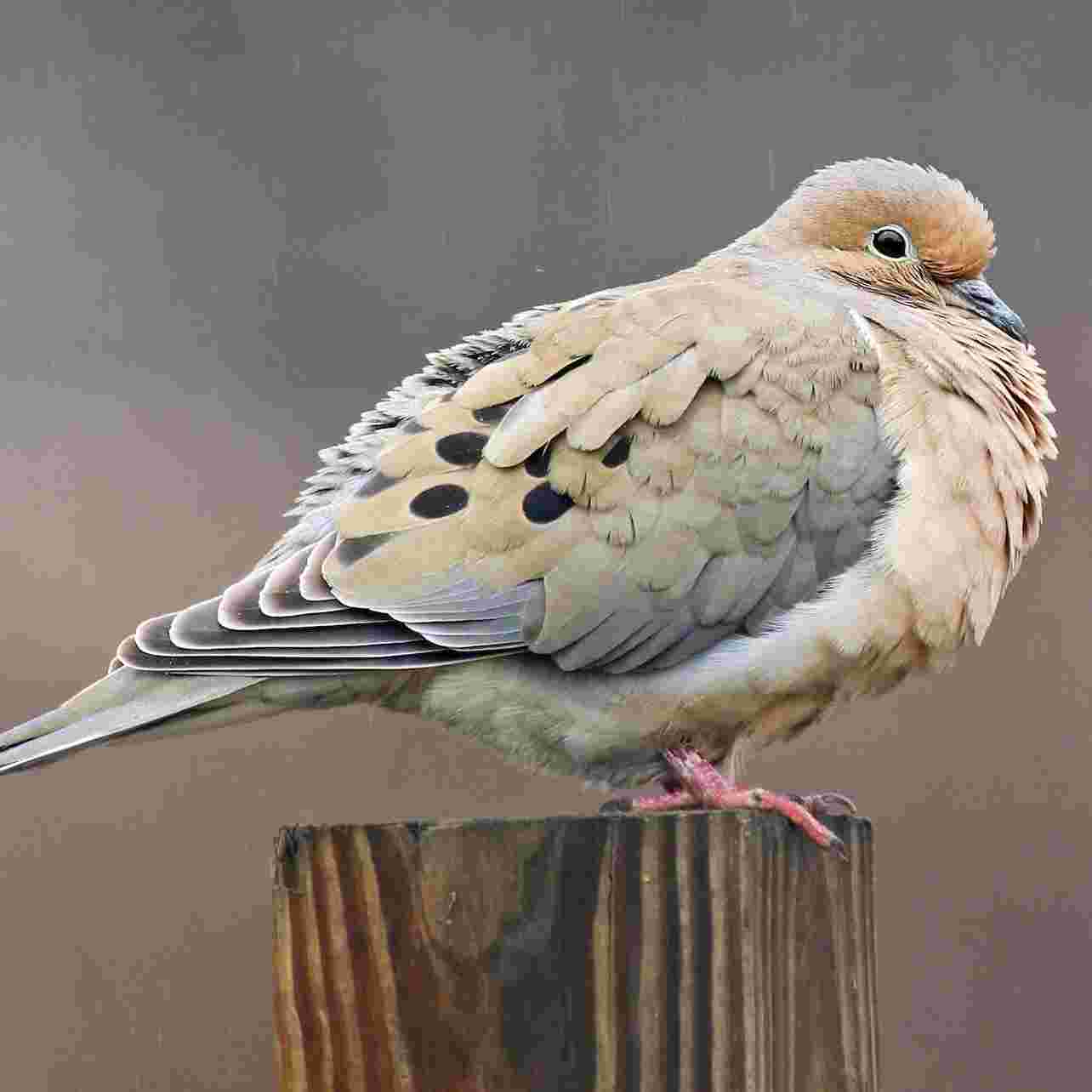 https://static.libsyn.com/p/assets/f/0/1/1/f01123cda4b9895f88c4a68c3ddbc4f2/mourning-dove.jpg
