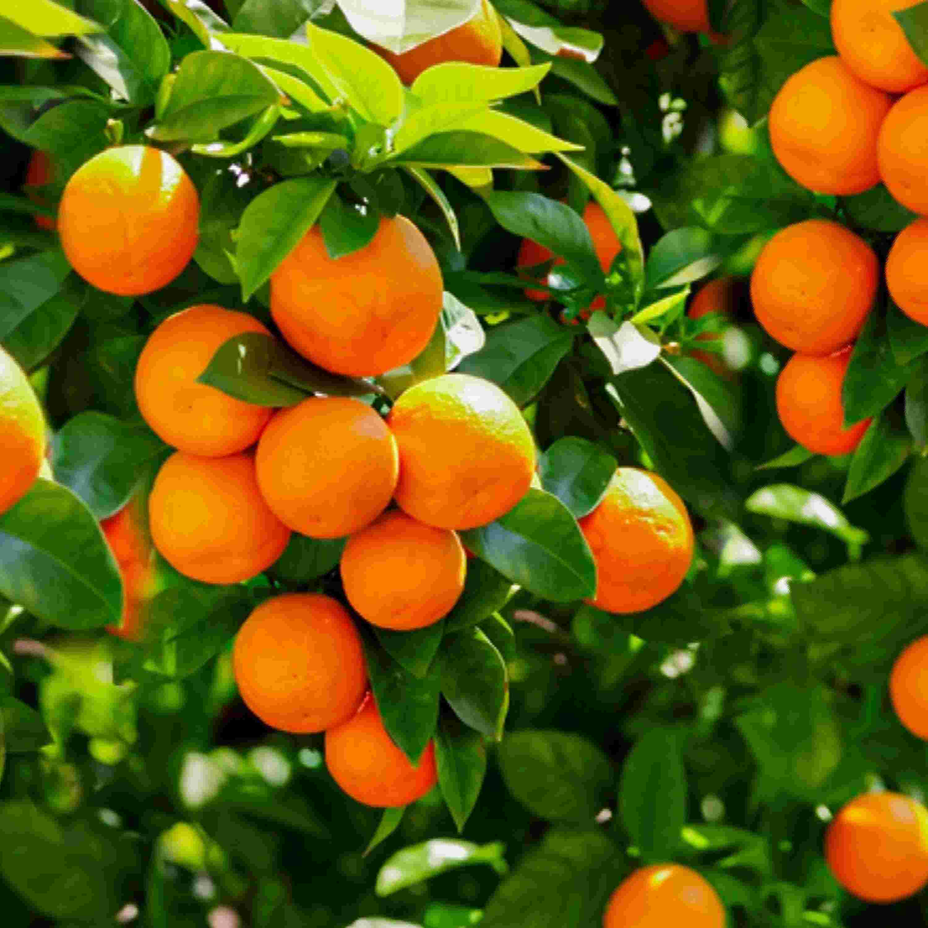 https://theopendoorministry.org/wp-content/uploads/2025/07/170.-Oranges.jpg