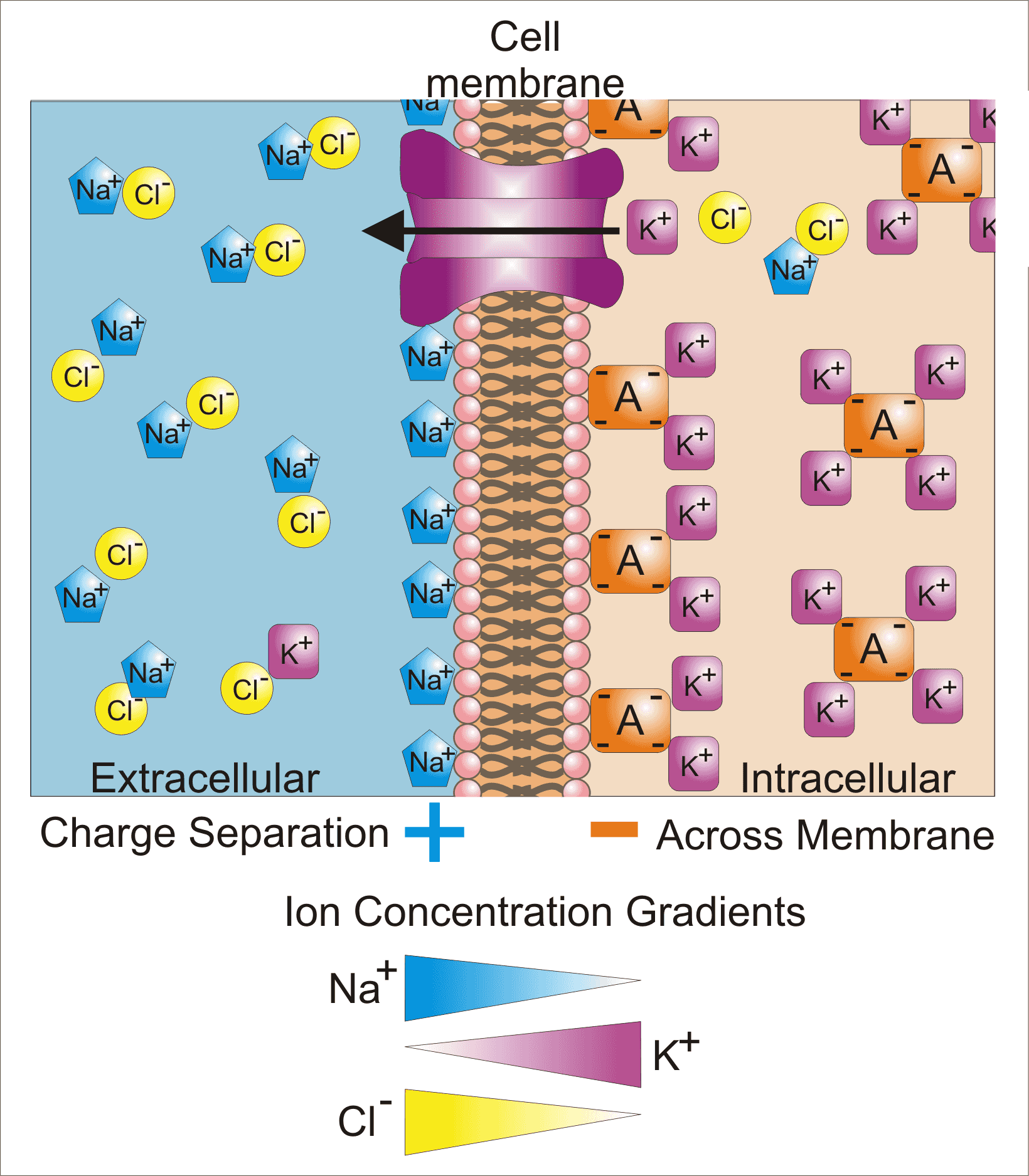 https://usmle-rx.com/wp-content/uploads/2021/01/Basis_of_Membrane_Potential2.png