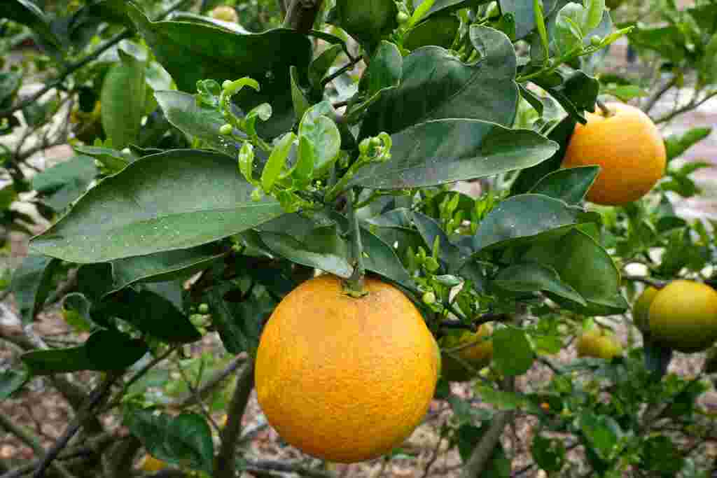 https://wordpress.wbur.org/wp-content/uploads/2025/08/Florida_Citrus_Future_25072740640399-1.jpg
