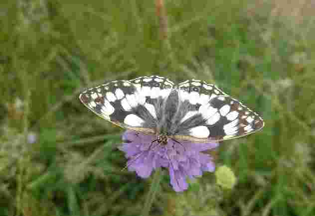 https://wprv2022.s3.eu-west-2.amazonaws.com/2025/07/Marbled-white-butterfly.jpg