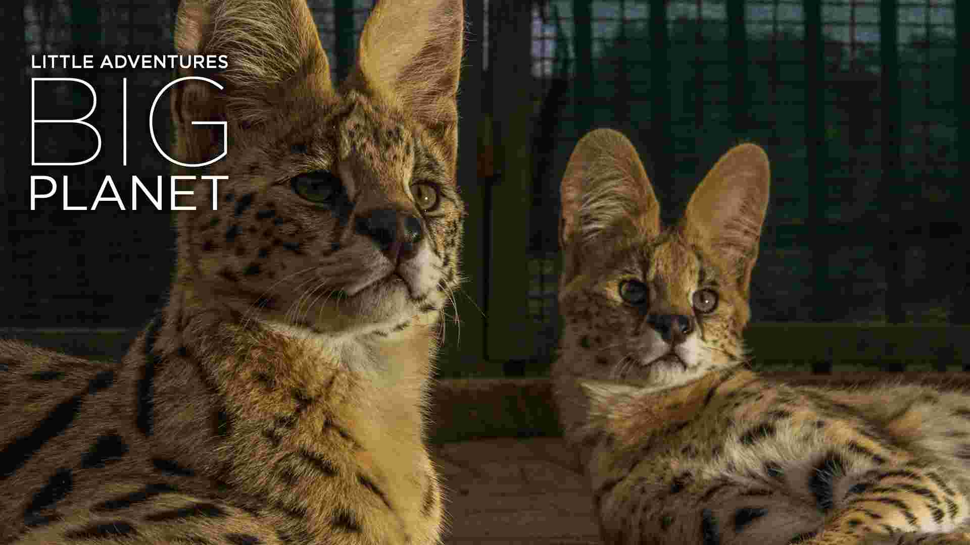https://www.earthtouchnews.com/media/1517281/2016-03-24-labp-serval-web.jpg