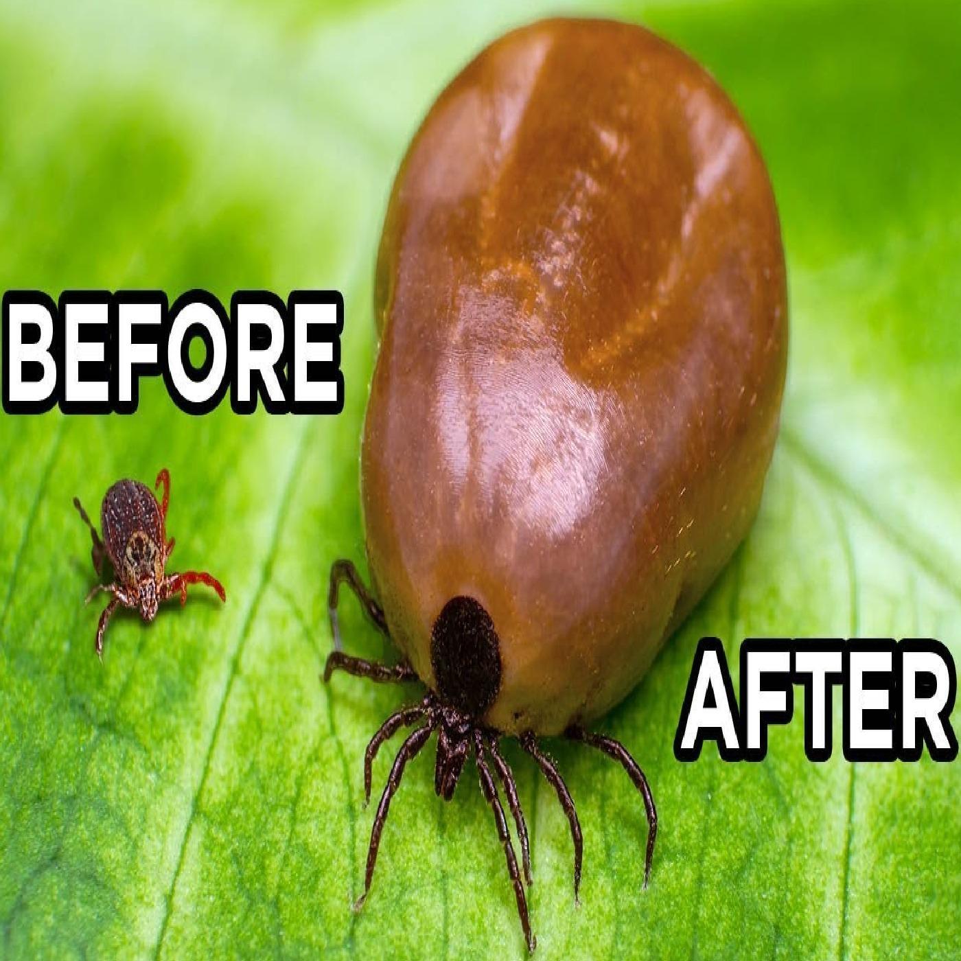 https://media.redcircle.com/images/2026/1/7/11/3b23a40c-4f98-4472-be21-294d84ce0d16_insects.jpg