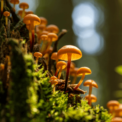 https://www.childrenshour.org/wp-content/uploads/2025/11/Fungus-Among-Us-Cover.png