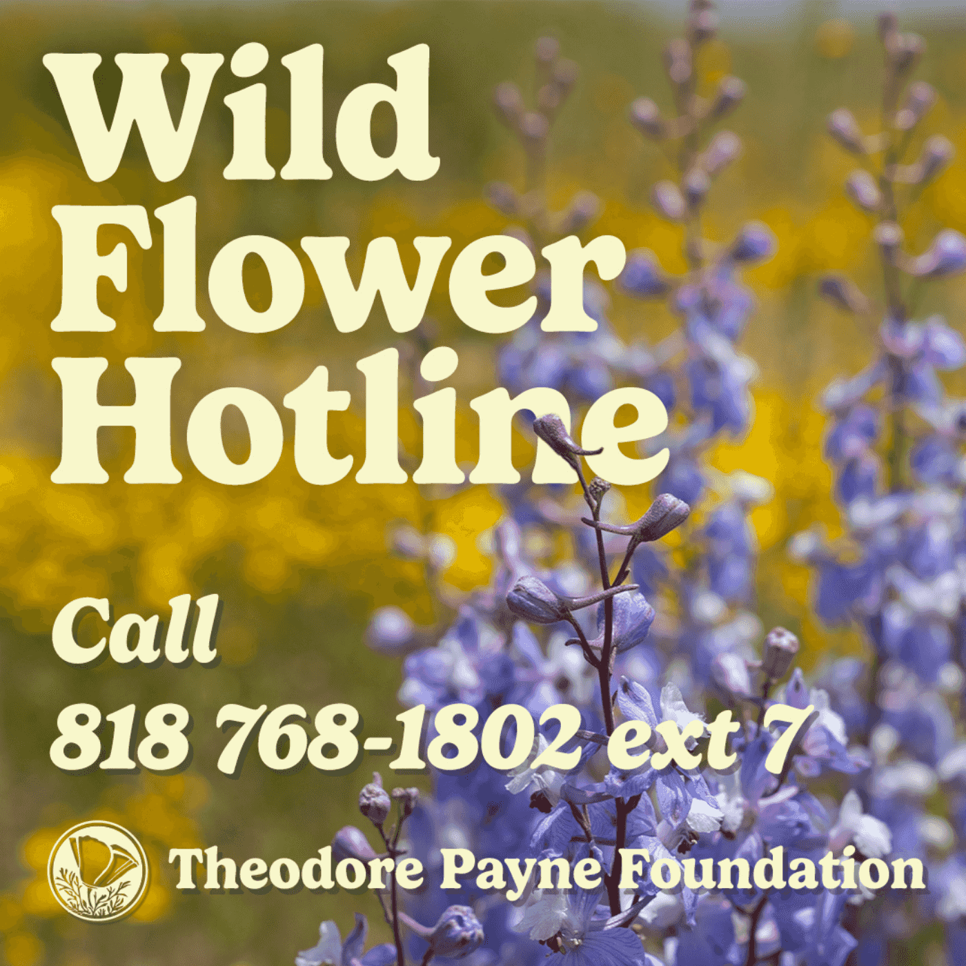 https://media.rss.com/wildflowerhotline/ep_cover_20240503_050548_ab5244ea480897d53d20e0d4bc84b70c.png