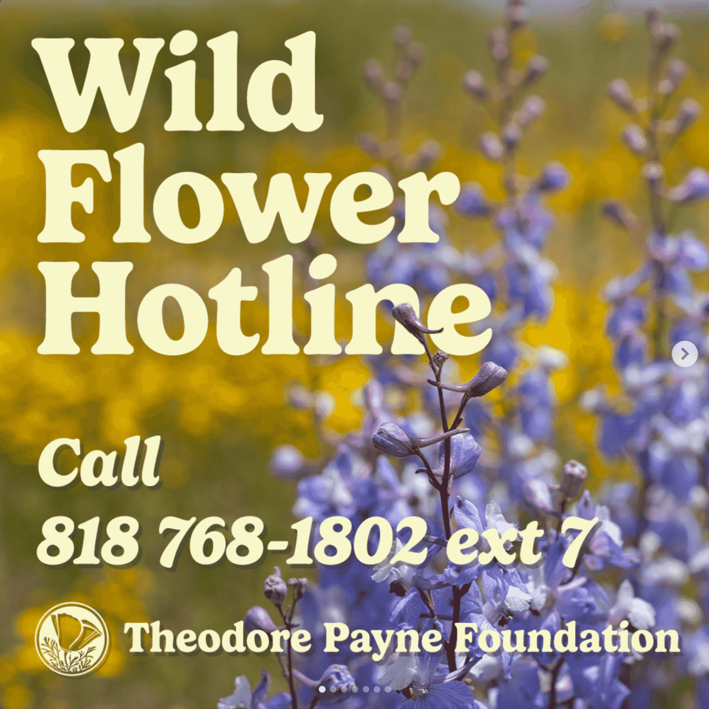 https://media.rss.com/wildflowerhotline/ep_cover_20240517_050504_5173c937c238aa4c592d4faf770002e4.png