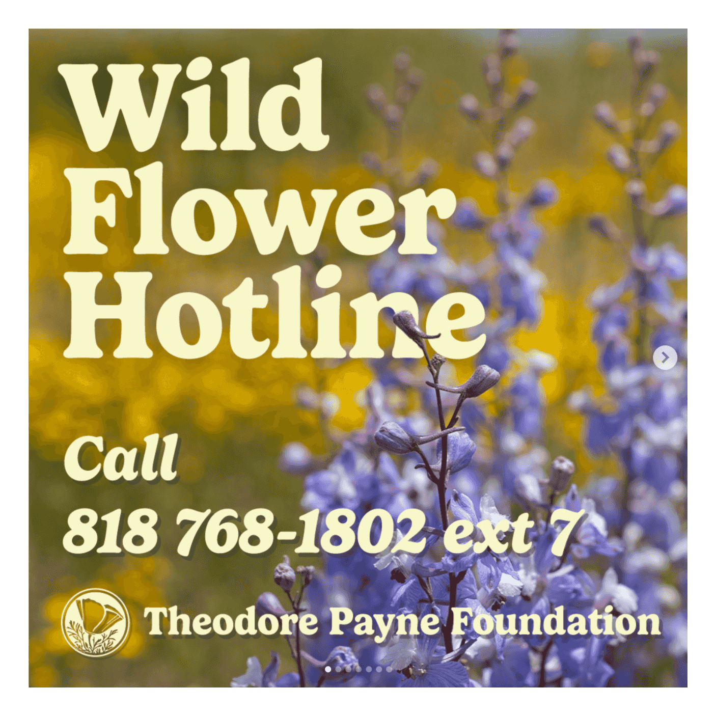 https://media.rss.com/wildflowerhotline/ep_cover_20250502_010533_8114ea7247572495eefefc5131c487b6.png