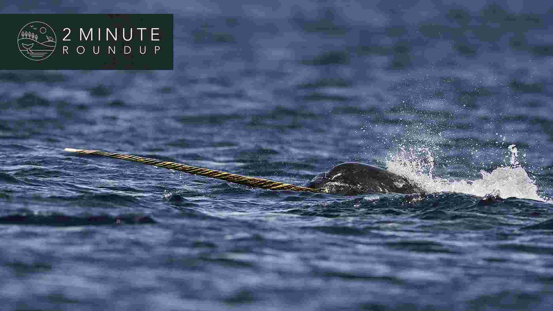 https://www.earthtouchnews.com/media/1949935/2017-10-02-roundup-narwhal-web.jpg
