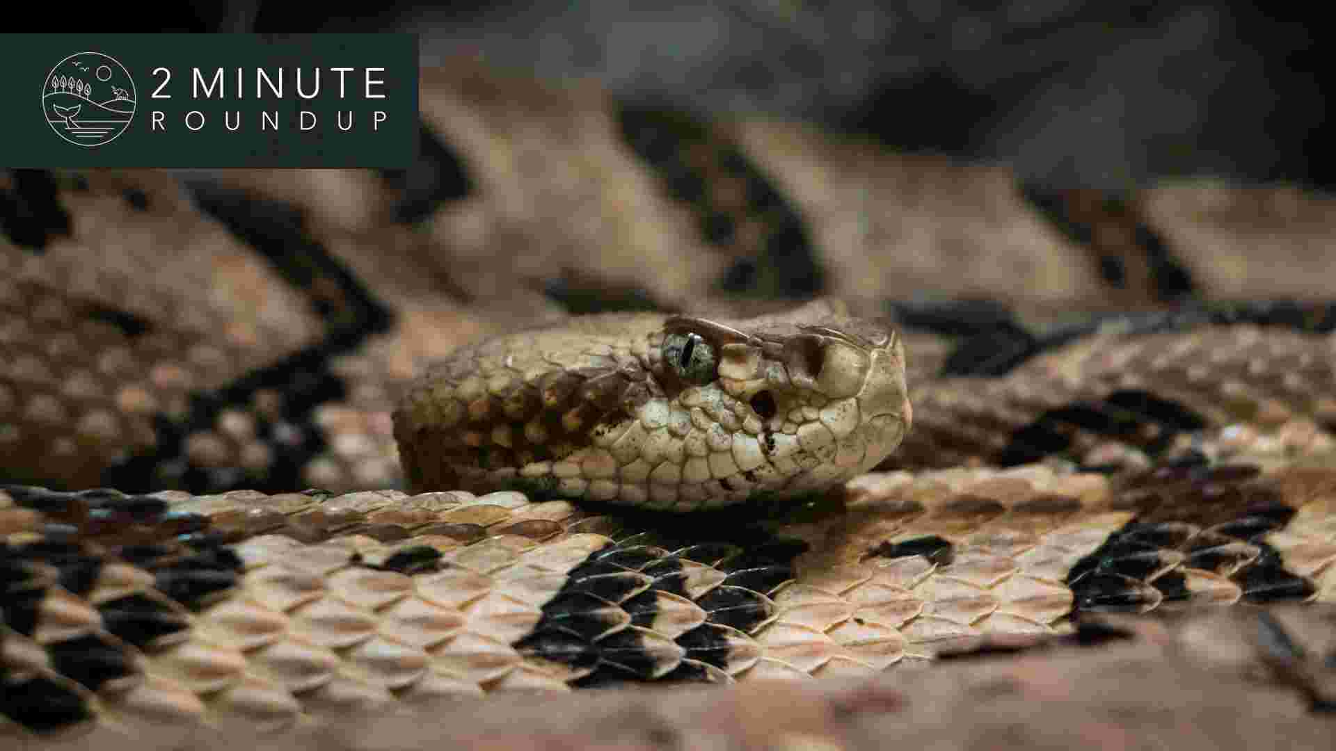 https://www.earthtouchnews.com/media/1950146/2017-10-30-roundup-rattlesnake-web.jpg